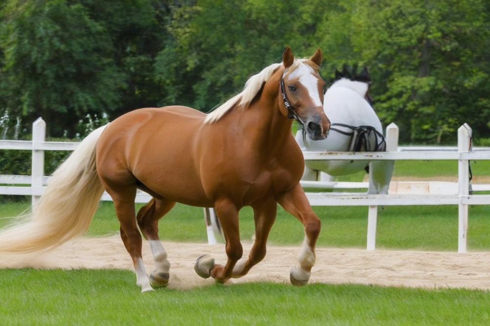 how-to-teach-your-horse-to-lunge