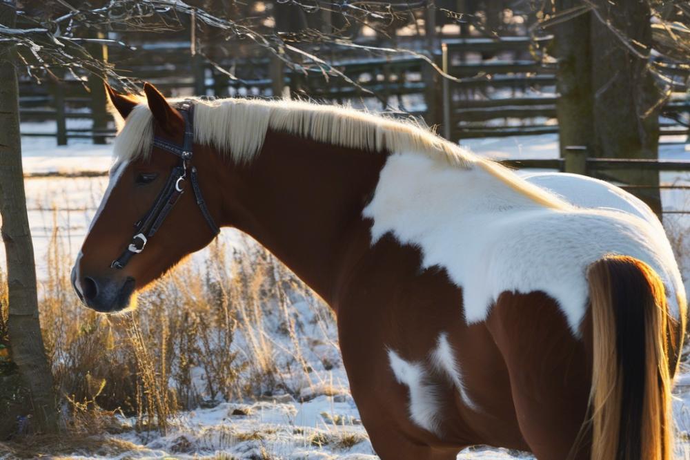 winter-horse-care-guide